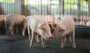 豬企3月出欄量大增，第三輪豬肉收儲完成，豬價繼續(xù)探底？